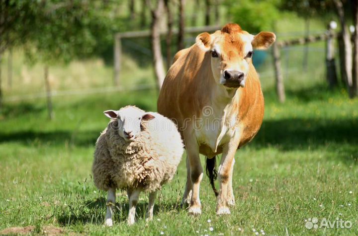 Сепаратор Ротор