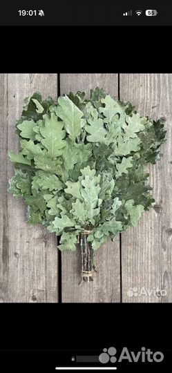 Дубовые веники для бани