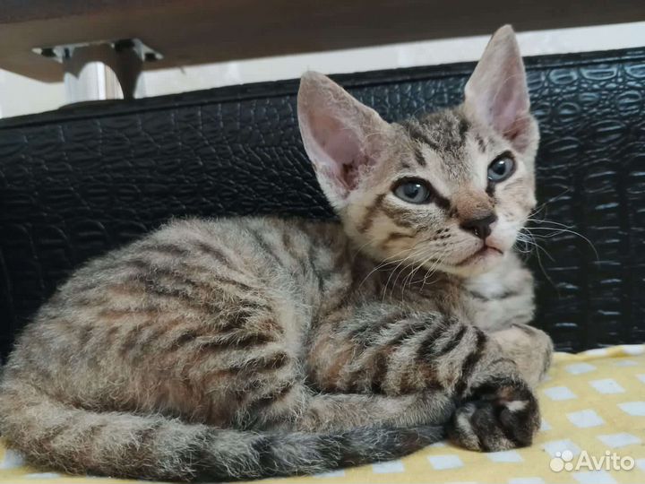 Котёнок донского сфинкса.Браш