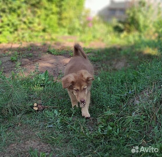 Отдам в добрые руки