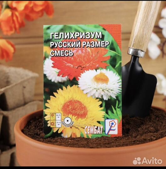 Семена физалис, статица, галихризум