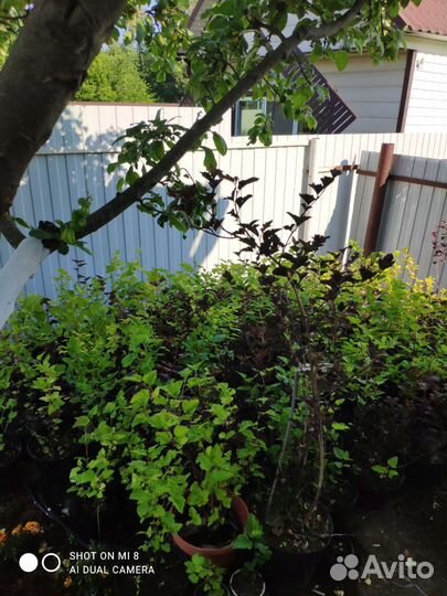 Саженцы пузыреплодников luteus,RED baron