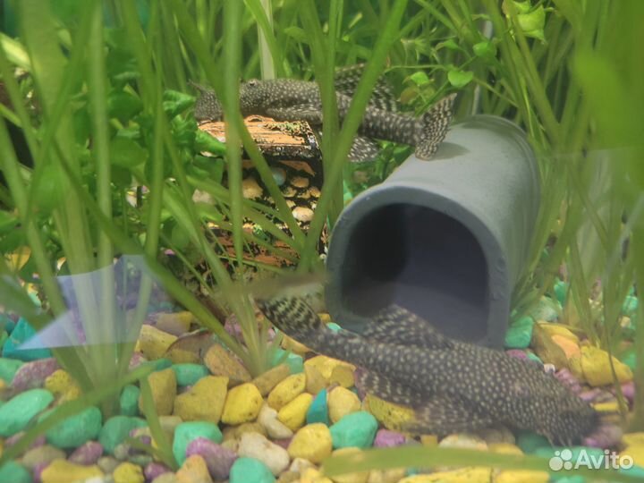 Сомики Анцитрусы