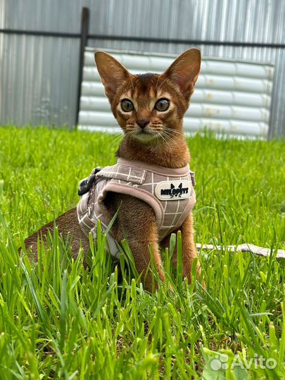 Абиссинские котята