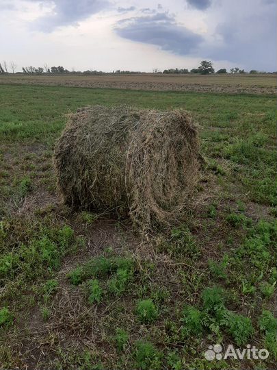 Сено люцерны в тюках