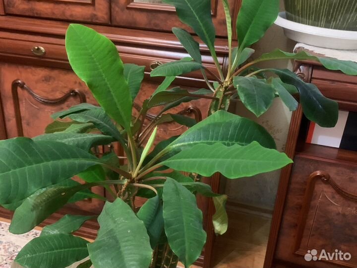 Дифенбахия