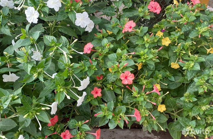 Семена цветов: Мирабилис(ночная красавица),Лунария