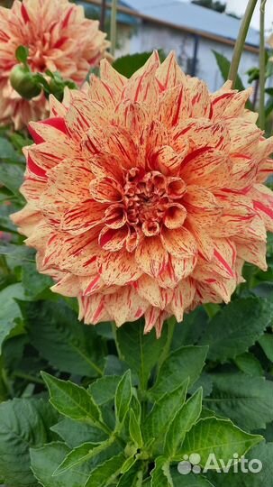 Георгины клубни