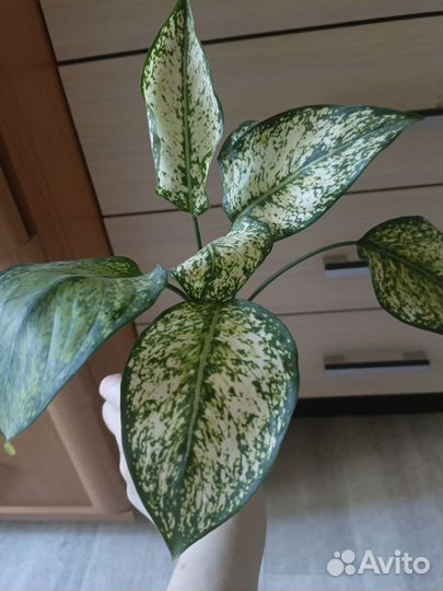 Антуриум,сингониум