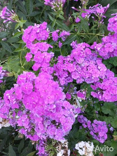 Сирень. Садовые цветы