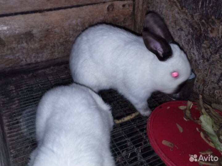 Кролик самец, обмен