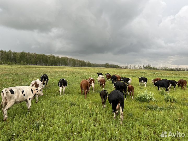 Коровы, телята быки