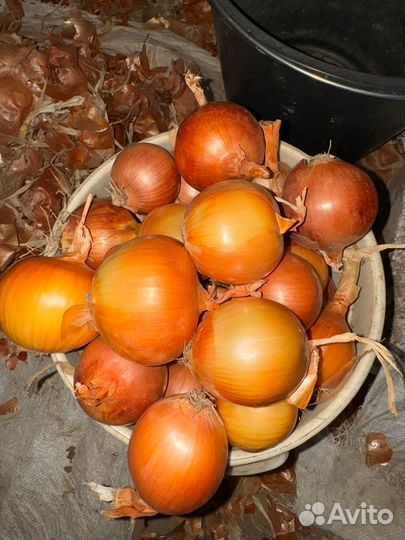 Лук опт склад