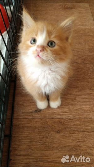 Солнечный зайчик