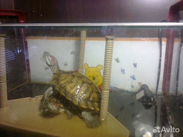 Остров для черепах