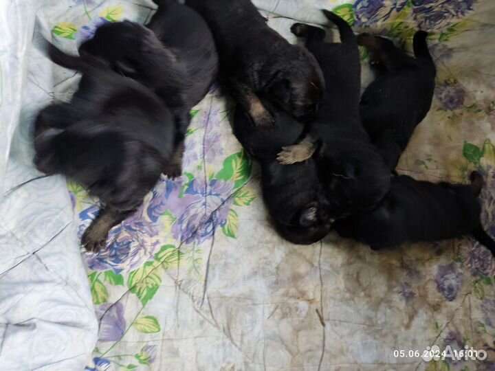 Немецкая овчарка