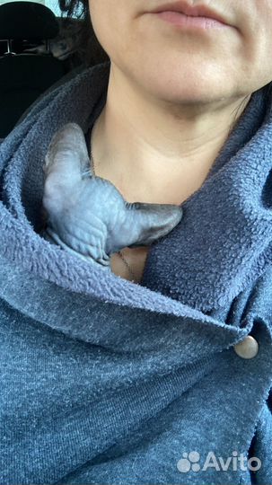 Канадский сфинкс