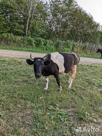 Добрая корова