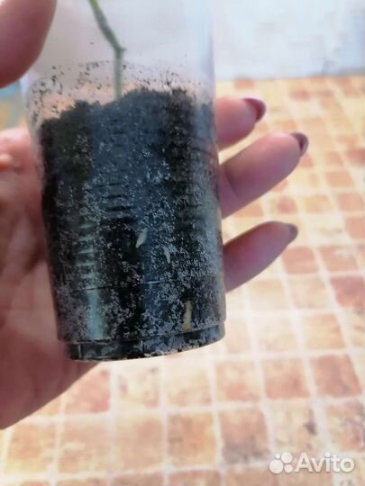 Роза комнатная