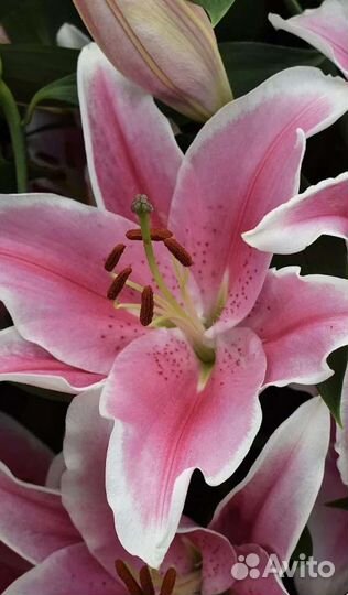 Лилии луковицы