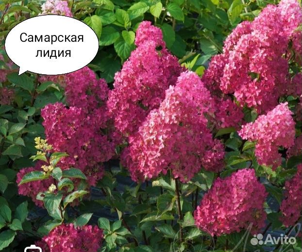 Цветущие гортензии акционные