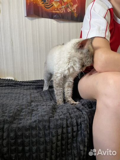 Кошки в добрые руки бесплатно