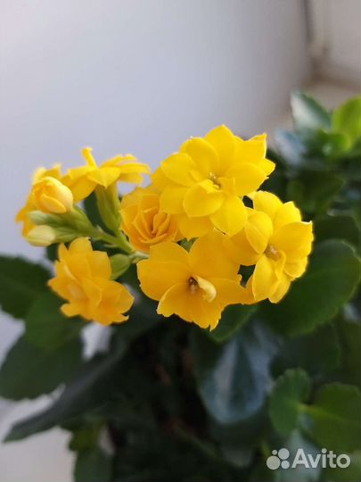 Каланхоэ желтый и красный