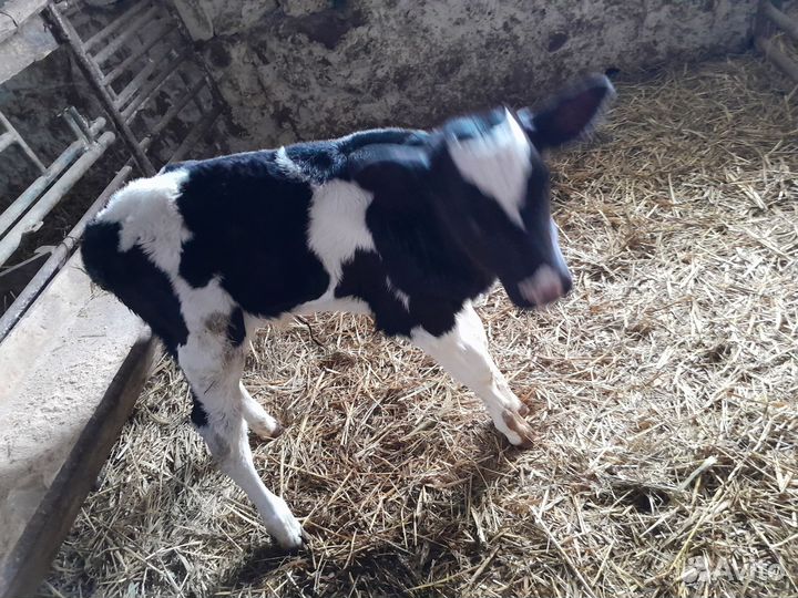 Бычки и телята