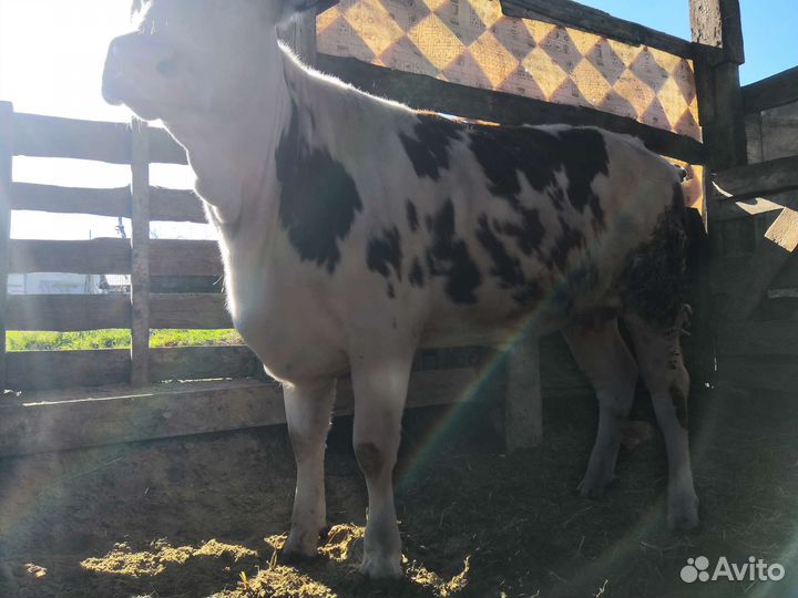 Тёлка высокоудойной породы