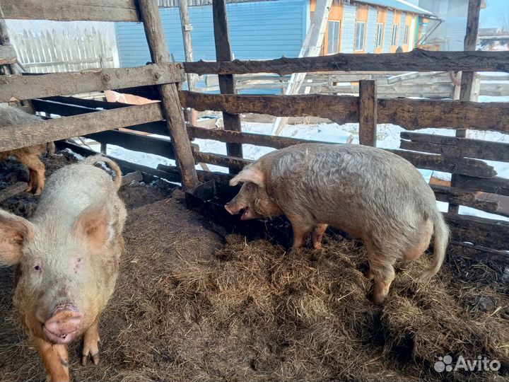 Хряк на племя