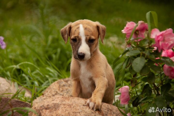 Щенок уиппета