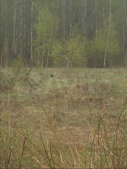 Участок 43 сот. (ИЖС)