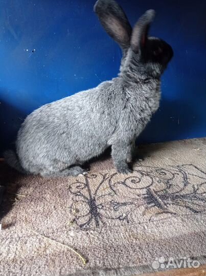 Полтавское серебро, нзк и нзб