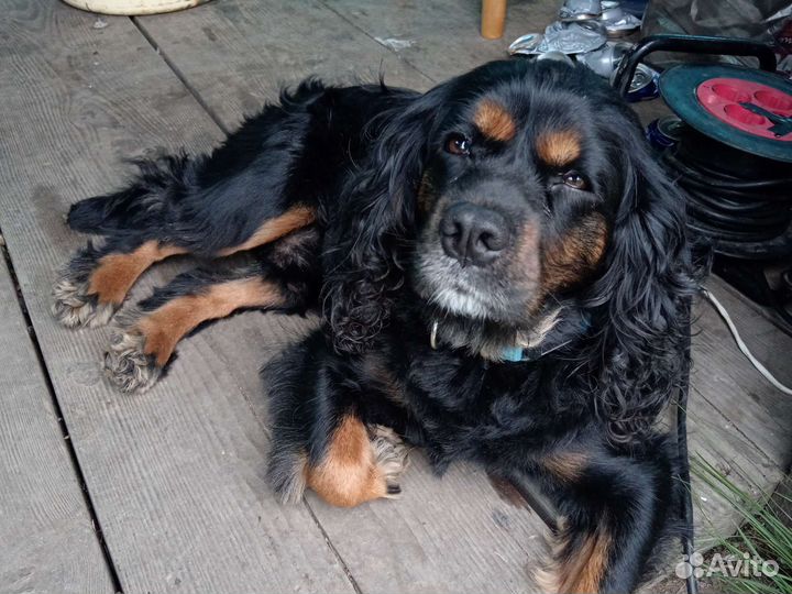 Вязка собак спаниель