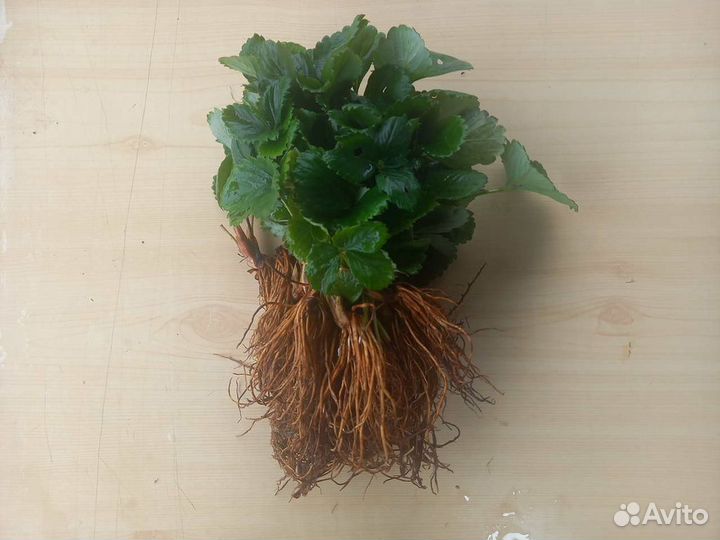 Рассада клубники. От 128 шт