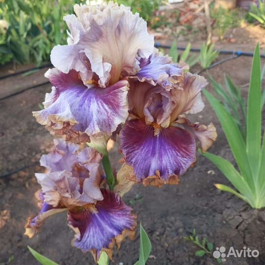 Ирисы бородатые