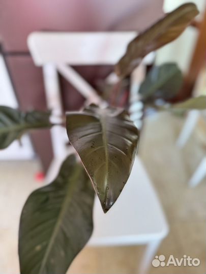 Филодендрон красноватый 