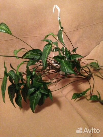 Цветы сингониумы