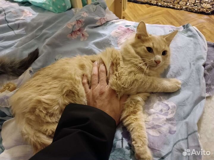Помогите котикам
