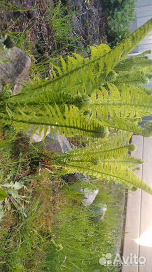 Папоротник садовый