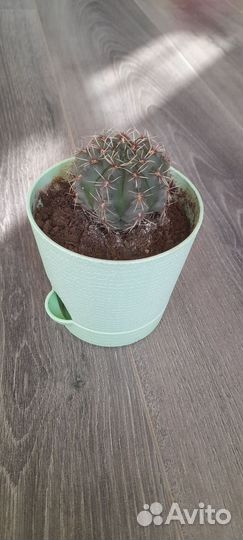 Кактус
