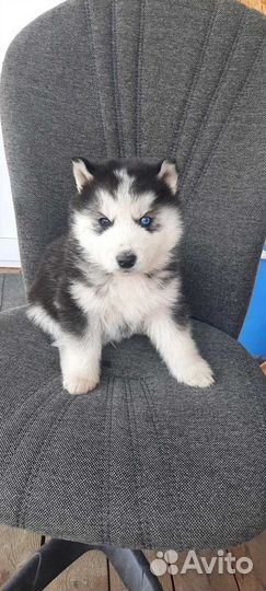 Щенки хаски