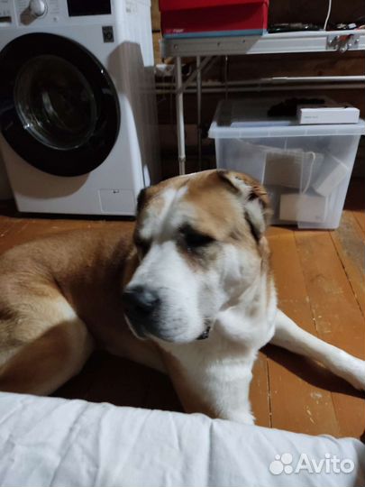 Вязка Алабая