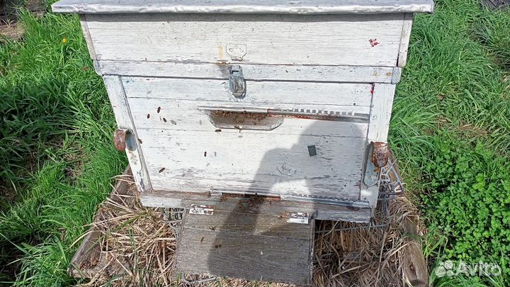 Пчелы и улья