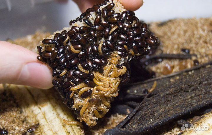 Жук-знахарь (личинки)