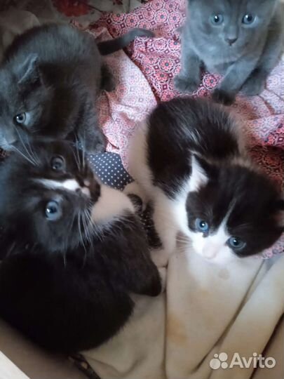 Котята в добрые руки бесплатно