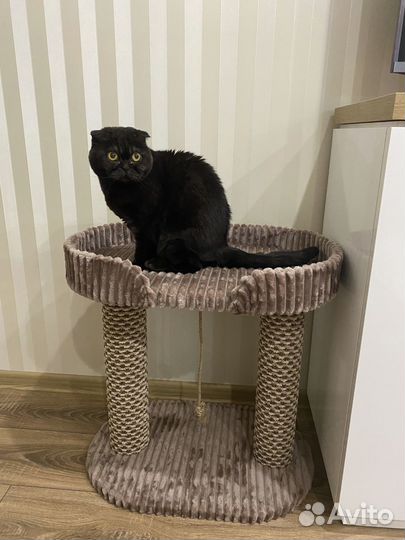 Лежанка с когтеточкой