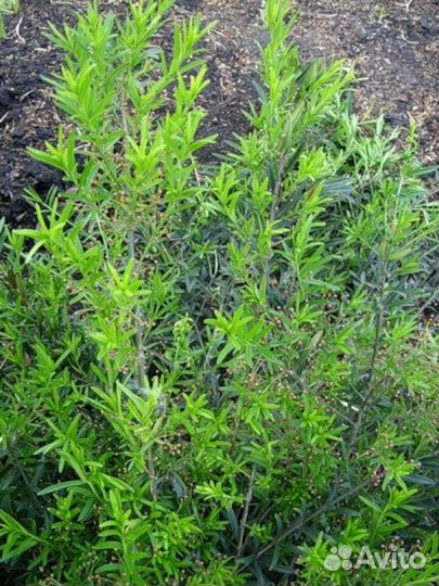 Бересклет карликовый