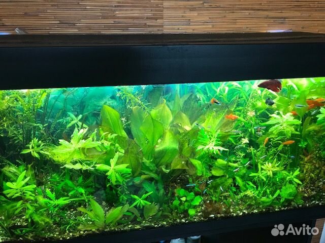 Живые растения разные набором в аквариум