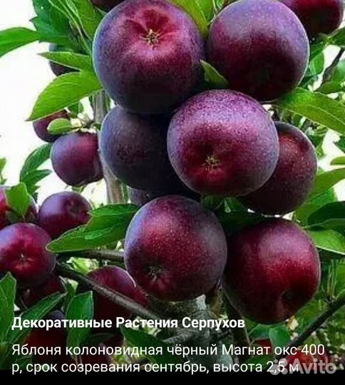 Саженцы